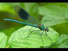 Fiona Lea-Banded Demoiselle-Highly Commended.jpg